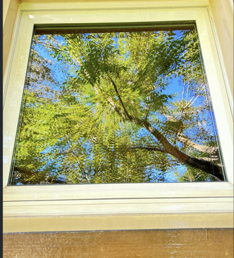 Crystal-clear window with a sharp tree reflection after Fresh Windows cleaning